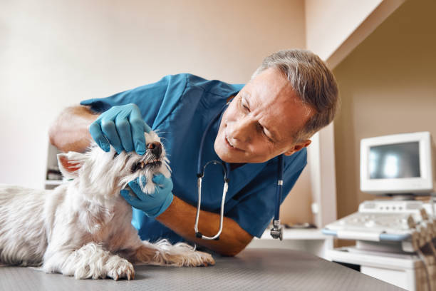 Trusted NY Emergency Dental Service Experts